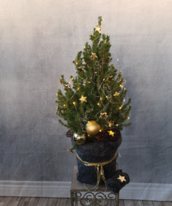 Zuckerhutfichte in Gold-Grau