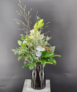 24 Amaryllis weiß 1