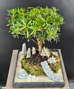 Steineibe Podocarpus