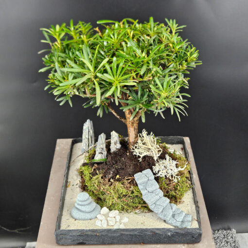 Steineibe Podocarpus