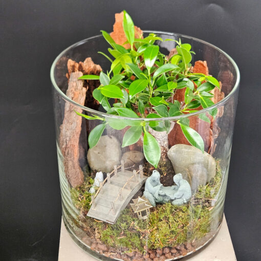 Ficus GZ2