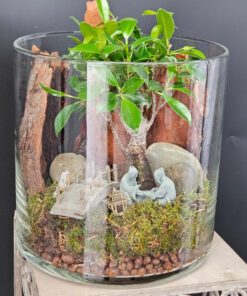 Ficus im Glaszylinder