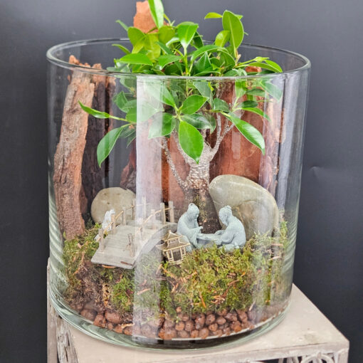 Ficus im Glaszylinder