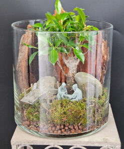Ficus GZ4
