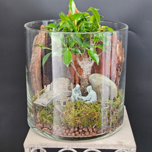Ficus GZ4