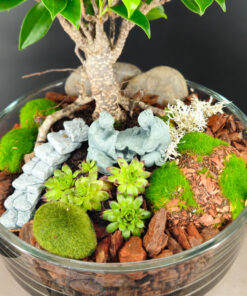 Ficus in Glasschale