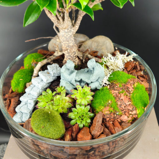 Ficus in Glasschale