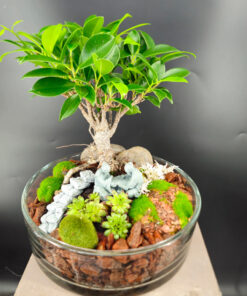 Ficus in Glasschale
