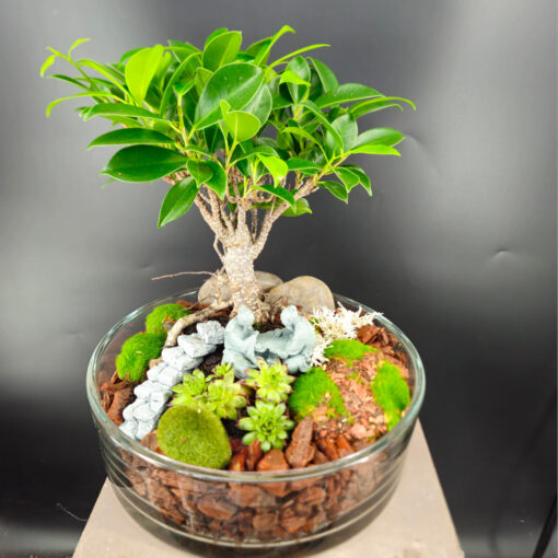 Ficus in Glasschale