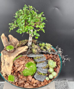 Ulmus parvifolia Bonsai auf Glasteller