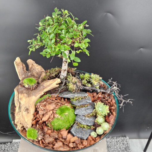 Ulmus parvifolia Bonsai auf Glasteller
