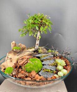Ulmus parvifolia Bonsai auf Glasteller
