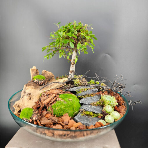 Ulmus parvifolia Bonsai auf Glasteller
