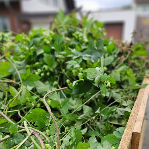 Hopfen1