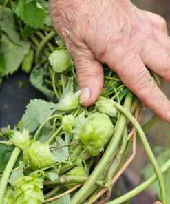 Hopfen2