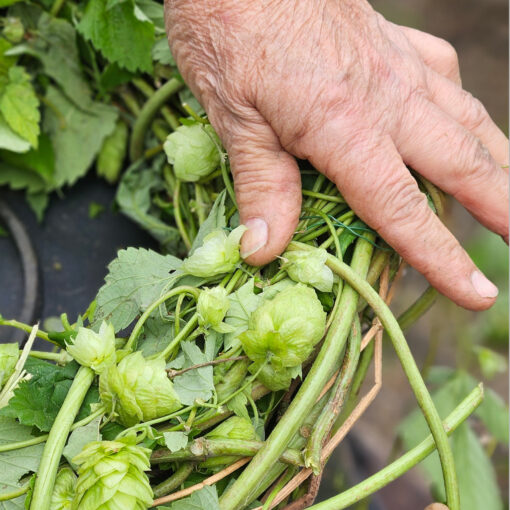 Hopfen2
