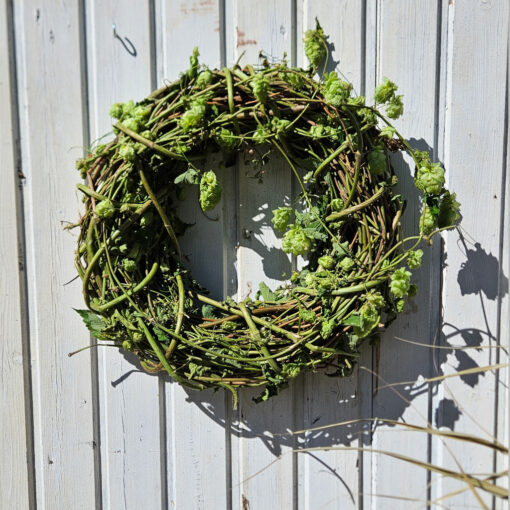 Hopfen3