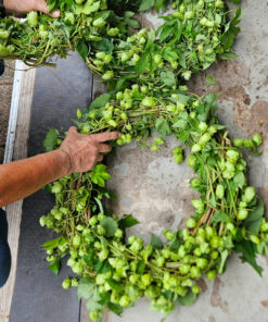 Hopfen4