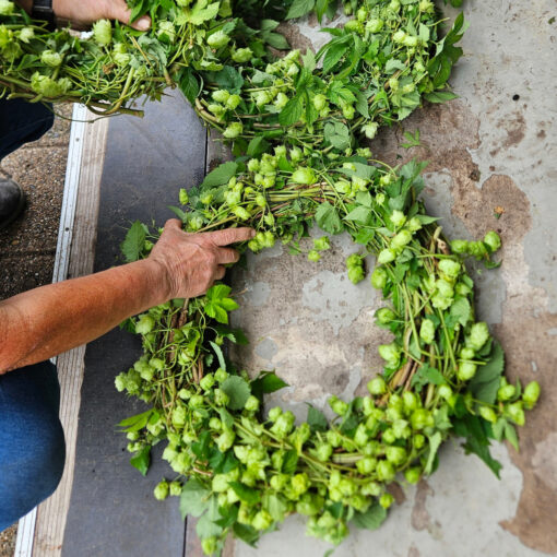 Hopfen4